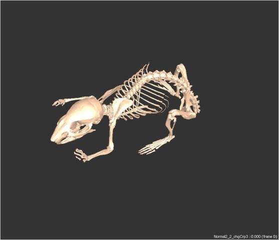 SIMMによるマウスの骨格モデル