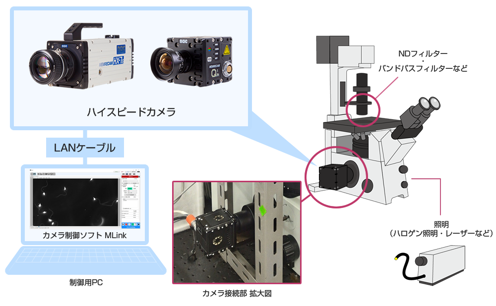 べん毛の挙動観察